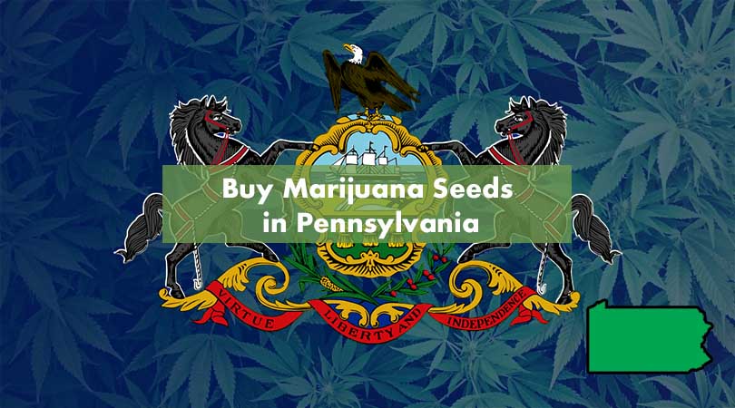 Buy Marijuana Seeds in Pennsylvania Cover Photo