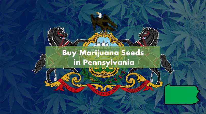 Buy Marijuana Seeds in Pennsylvania Cover Photo