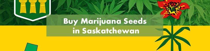 Buy Marijuana Seeds in Saskatchewan Featured Image