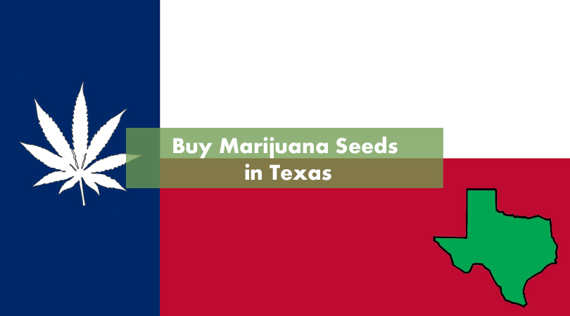 Buy Marijuana Seeds in Texas Cover Photo