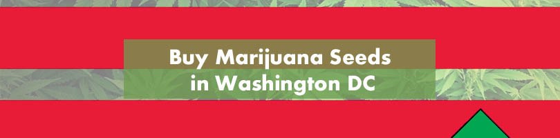 Buy Marijuana Seeds in Washington DC Featured Image