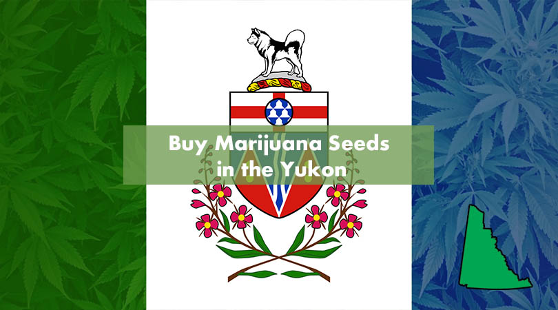 Buy Marijuana Seeds in the Yukon Cover Photo
