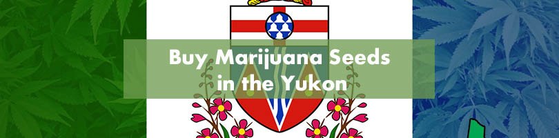 Buy Marijuana Seeds in the Yukon Featured Image