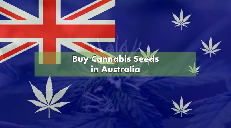 Buy Cannabis Seeds in Australia