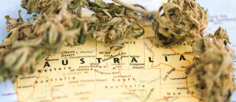 Buy Cannabis Seeds in Australia