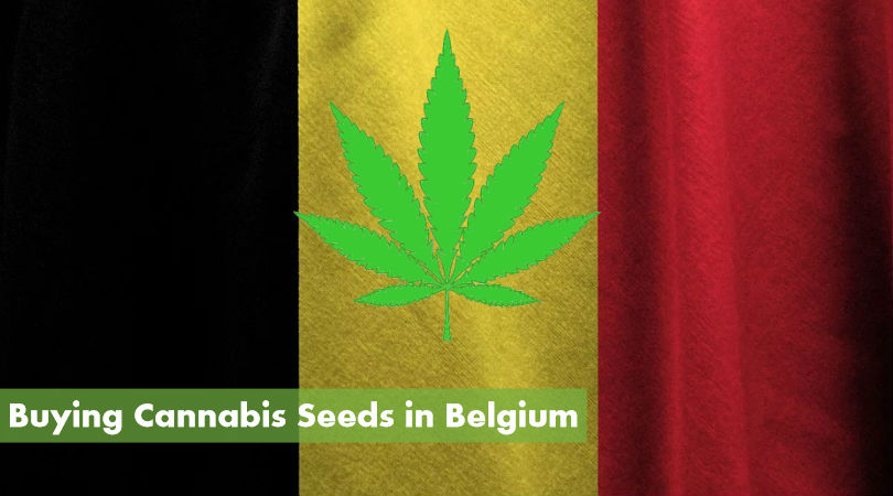 Buy Cannabis Seeds in Belgium