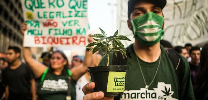 Buy Cannabis Seeds in Brazil