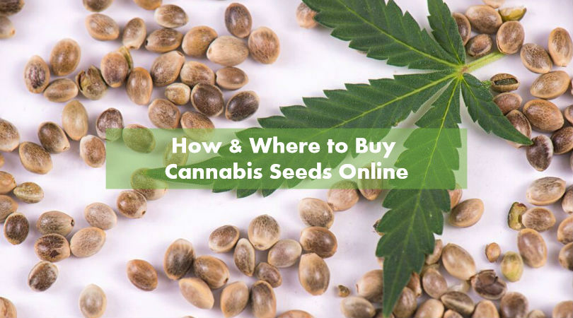 Buy Cannabis Seeds Online
