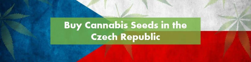 Buying Cannabis Seeds in the Czech Republic