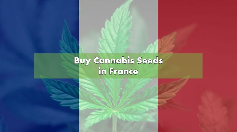 Buy Cannabis Seeds in France