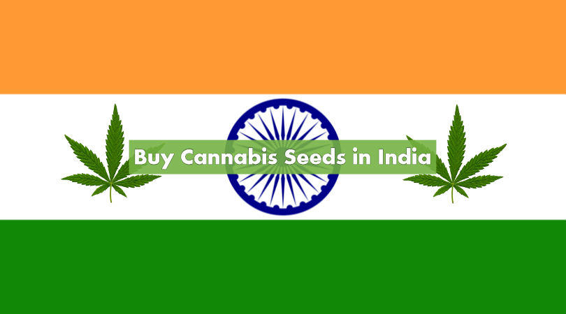 Buy Cannabis Seeds in India