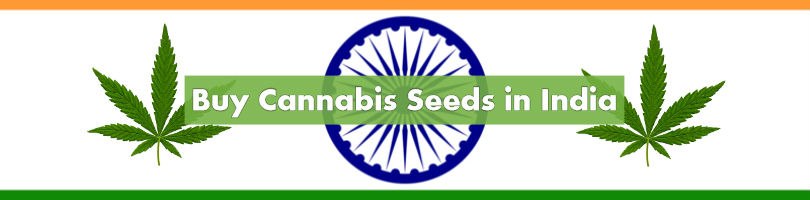 Buy Cannabis Seeds in India