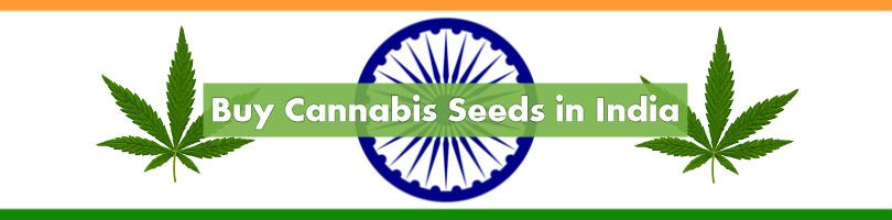 Buy Cannabis Seeds in India