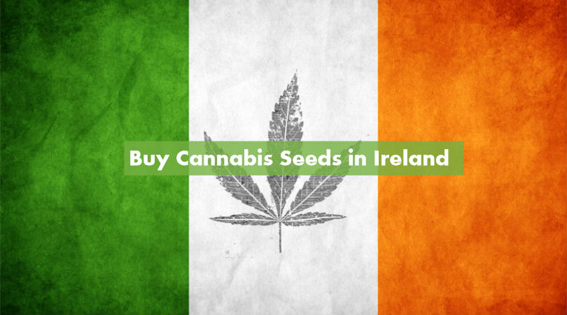 Buy Cannabis Seeds in Ireland