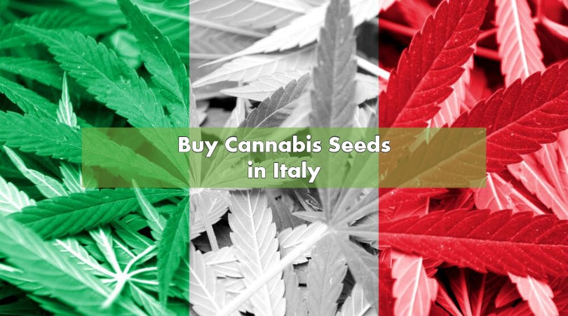 Buy Cannabis Seeds in Italy
