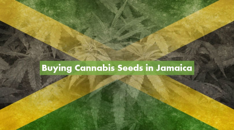 Buying Cannabis Seeds in Jamaica
