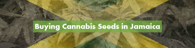 Buying Cannabis Seeds in Jamaica