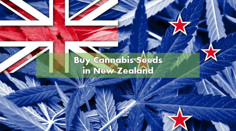 Buy Cannabis Seeds in New Zealand