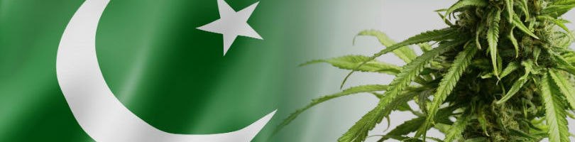 Buying Cannabis Seeds in Pakistan