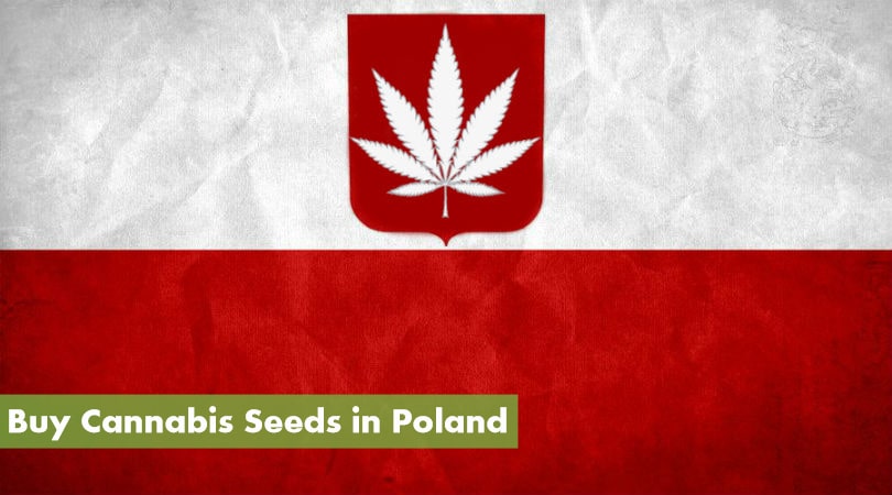 Buy Cannabis Seeds in Poland