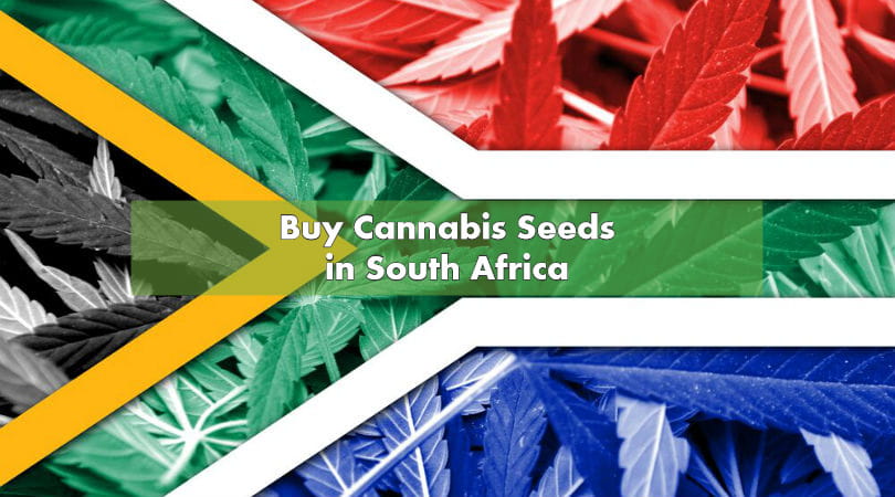 Buy Cannabis Seeds in South Africa