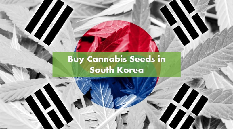 Buying Cannabis Seeds in South Korea