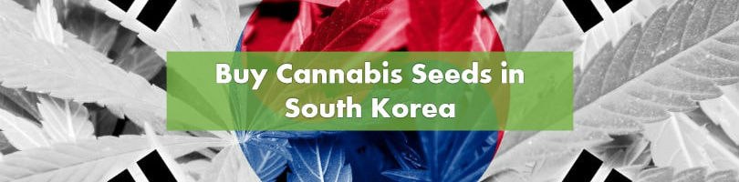 Buying Cannabis Seeds in South Korea