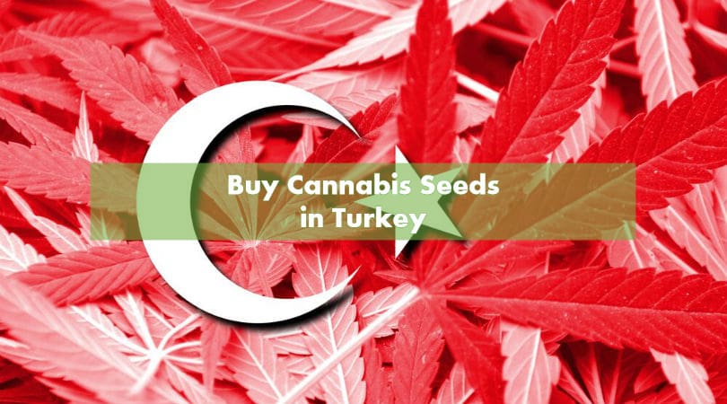 Buy Cannabis Seeds in Turkey