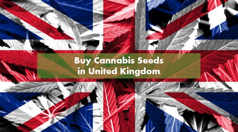 Buy Cannabis Seeds in United Kingdom