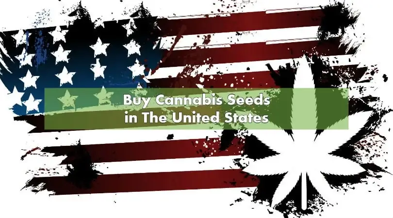 Buy Cannabis Seeds in The United States