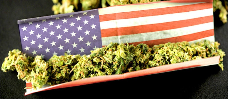 Buy Cannabis Seeds in the United States.