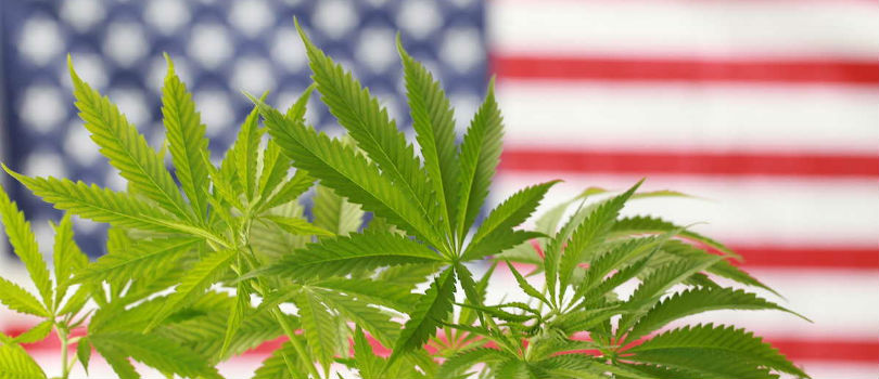 Buy Cannabis Seeds in the United States