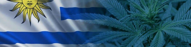 Buying Cannabis Seeds in Uruguay