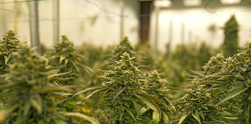 Buying Cannabis Seeds In Bulk Indoor Growing