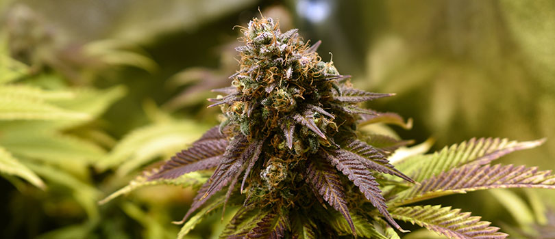 Medical marijuana seeds wholesale