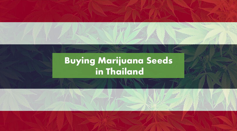 Buying Marijuana Seeds in Thailand Cover Photo bangkok, clinic, cbd products, thc, medical cannabis seeds, grow, thai, weed, license, seed, buy,delivery, online rolling papers, bongs, cannabis shop