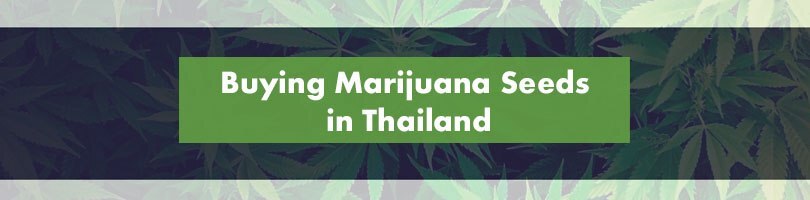 Buying Marijuana Seeds in Thailand Featured Image