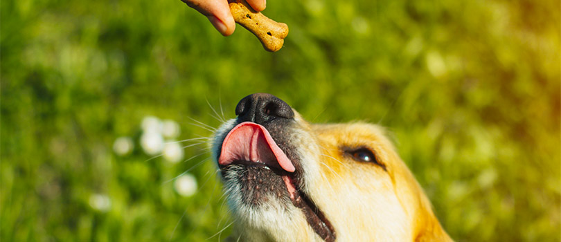 CBD Dog Treat