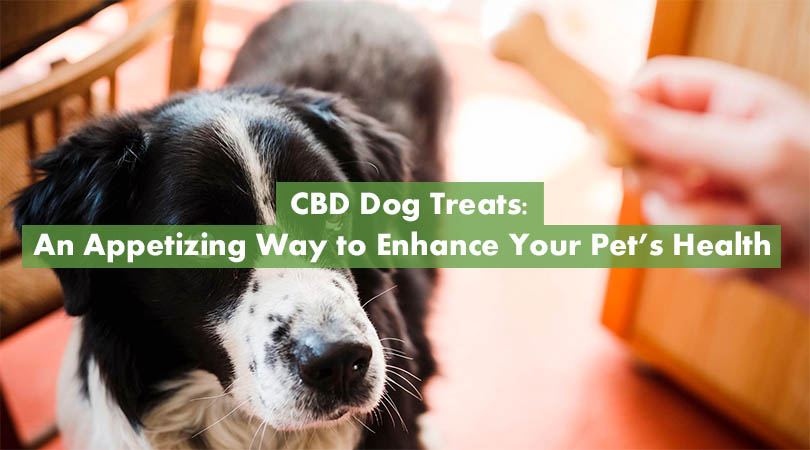 CBD Dog Treats Cover Photo