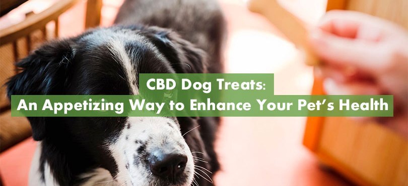 CBD For Dogs Featured Image