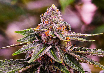 High cbd cannabis seeds