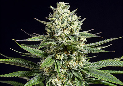 CBD OG Kush Seeds