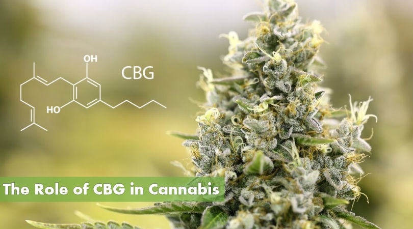 What is Cannabigerol? The Role of CBG in Cannabis