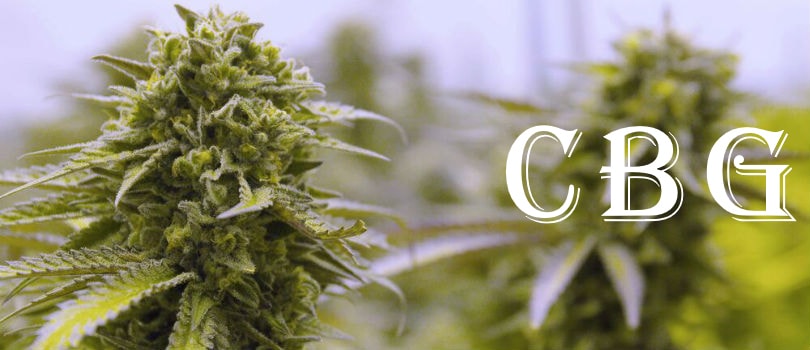What is Cannabigerol? The Role of CBG in Cannabis