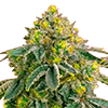 CKS Afghan Feminized Cannabis Seeds