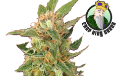 CKS Alaskan Thunderfuck Feminized Seeds