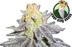 CKS Animal Cookies Autoflower Seeds