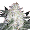 CKS Black Gorilla Feminized Seeds