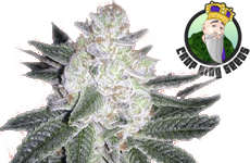 CKS Black Gorilla Feminized Seeds