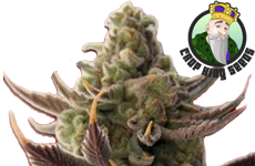 CKS Cali Kush Feminized Seeds
